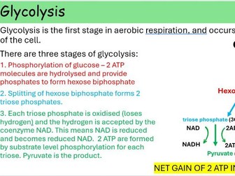 WJEC A level Biology A2 Unit 3 Topic 3.3: Respiration powerpoints for whole topic