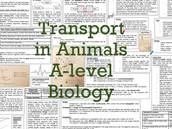 A Level Biology - Transport in Animals