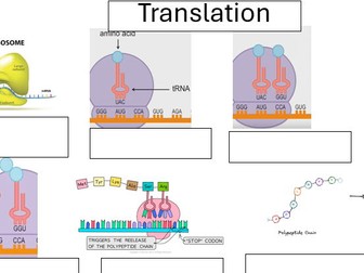 Protein Synthesis activity