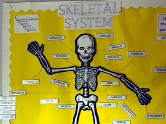 Skeleton Display