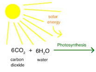 AQA Rate of photosynthesis required practical