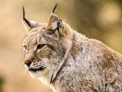 Literacy Lynx: A Levelled Program of Study in Reading, Comprehension, Grammar and Spelling Skills