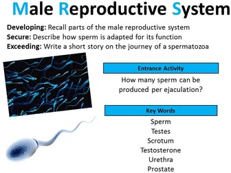 GCSE Biology: Male Reproductive System (lesson 1)