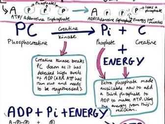 ATP-PC Energy System