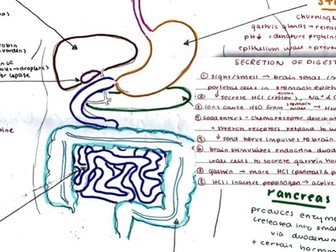 Digestive system diagram IB biology HL