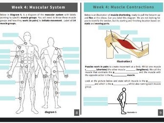 AQA Musculskeletal Work booklet - Homework / Lesson Resource
