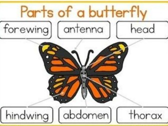 BUTTERFLY LIFE CYCLE LESSON PLAN - PROJECT-BASED LEARNING - ENGLISH THROUGH SCIENCE