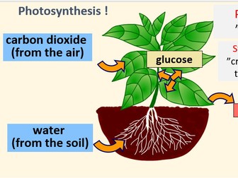 Full set of ks3 resources on plant reproduction and growth - Edexcel