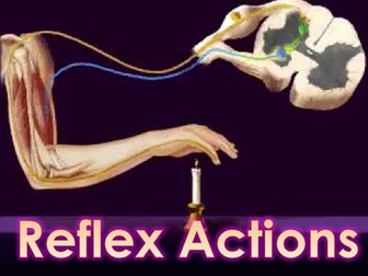NEW OCR Biology A 5.5.7 Reflex Actions
