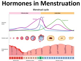 Hormonal Control of Menstruation. Placenta. Amniotic Fluid.