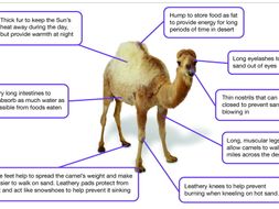 Adaptation of plants and animals to their habitat