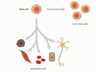 DNA, Genes and Stem Cells