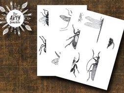 Insects Art - Drawing Insects by TheArtyTeacher - Teaching