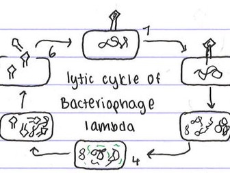 IB Biology A2.3 Viruses