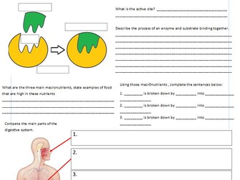 B3 Organisation and Digestion Worksheet/Powerpoint