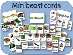 Minibeast cards - for display, activities, observations etc | Teaching ...