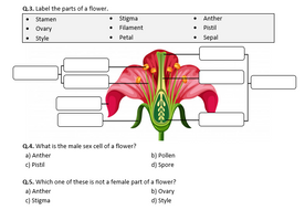 Distance Learning | Plant Reproduction - Worksheet | Teaching Resources