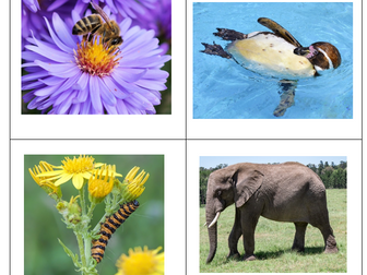 Animal Adjectives Resource Pack
