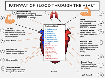 GCSE PE Cardiovascular and Respiratory System Bundle