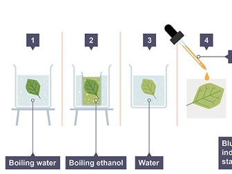 Testing a leaf for starch Cloze worksheet