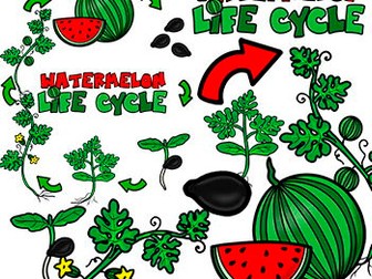 Watermelon life cycle Clip art Free/ Summer clipart for commercial use