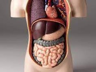 Labelling the human digestive system