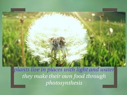 Interdependent Relationships in Ecosystems: Animals and plants - Prezi