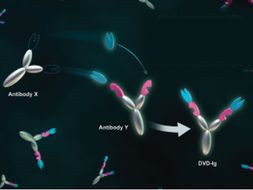 antibody structure