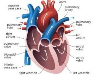 OCR 9-1 GCSE PE 1.4 Cardiovascular System