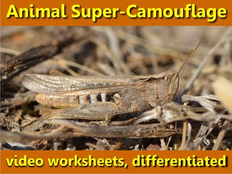 Extreme Camouflage: video worksheets, differentiated.