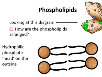 OCR A-Level Biology Plasma Membranes