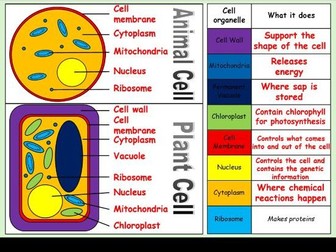 Organisms Year 7 Topic