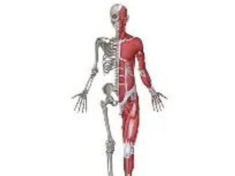 AAQ OCR F091 Topic 4 Musculoskeletal system
