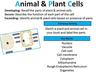 GCSE Biology: Animal and Plant Cells (Lesson 7)