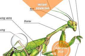 PRAYING MANTIS ANATOMY / Editable Watercolor / Homeschool Printable ...