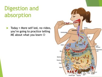 Digestion and Absorption - AQA AS level biology