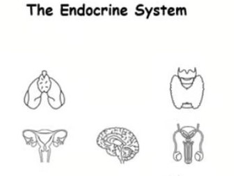 The Endocrine System- A Research Project