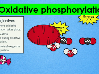 AQA A-level Biology: 12.3 Oxidative phosphorylation ETC