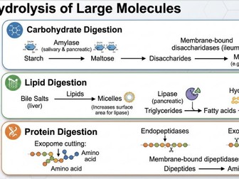 Digestion AQA AS Biology