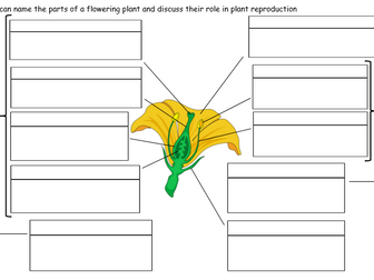 KS2 Differentiated parts of a flower pollination/reproduction worksheet