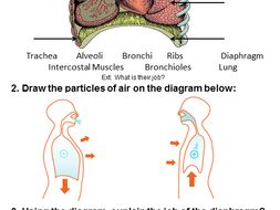 Breathing Build a model of the Lungs. | Teaching Resources