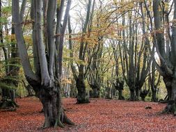 GCSE UK Ecosystems Case Study: Epping Forest