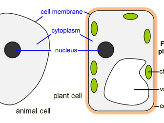 B1.1 Cells