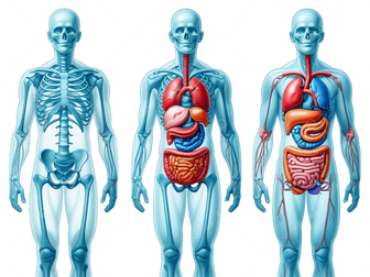 Human Body Systems
