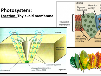 AQA A-level Biology: An intro to photosynthesis