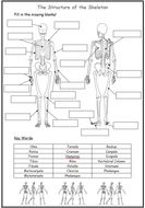 Label a blank skeleton (with key words) | Teaching Resources
