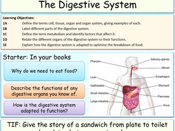 Digestive System Adaptations by Jubblord | Teaching Resources protein digestion diagram 