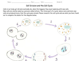 Cell Division and the Cell Cycle Worksheet for GCSE 2
