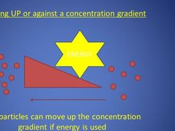 Diffusion, Active Transport, Osmosis Lesson
