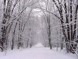 Snowy Forest setting description WAGOLL | Teaching Resources